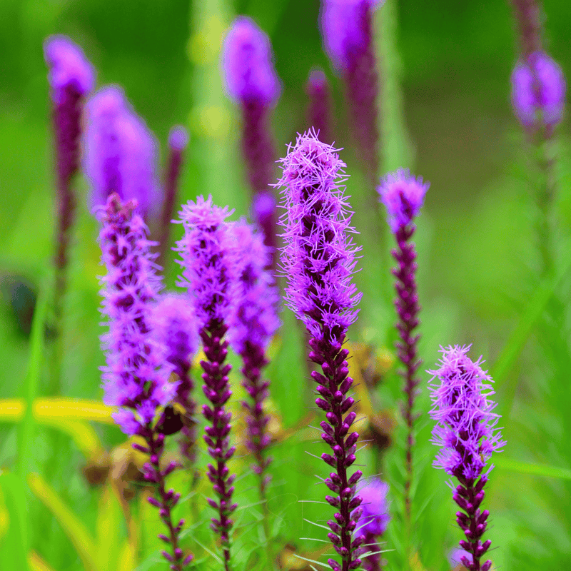 Load image into Gallery viewer, Prairie Blazing Star – 50 Seeds
