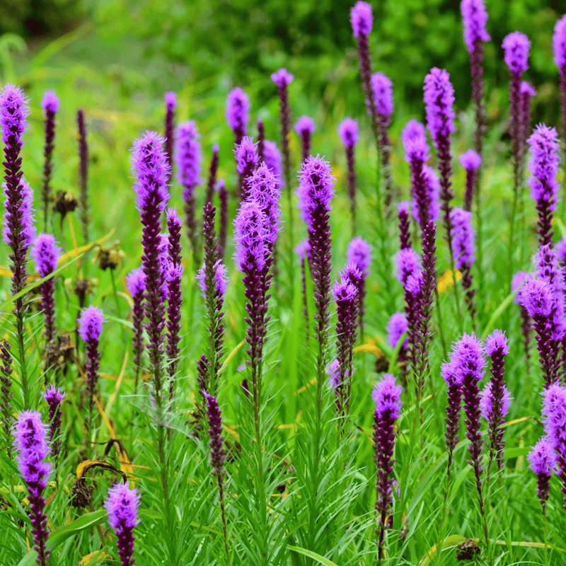 Load image into Gallery viewer, Prairie Blazing Star – 50 Seeds
