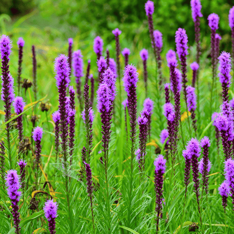 Prairie Blazing Star 50 Seeds
