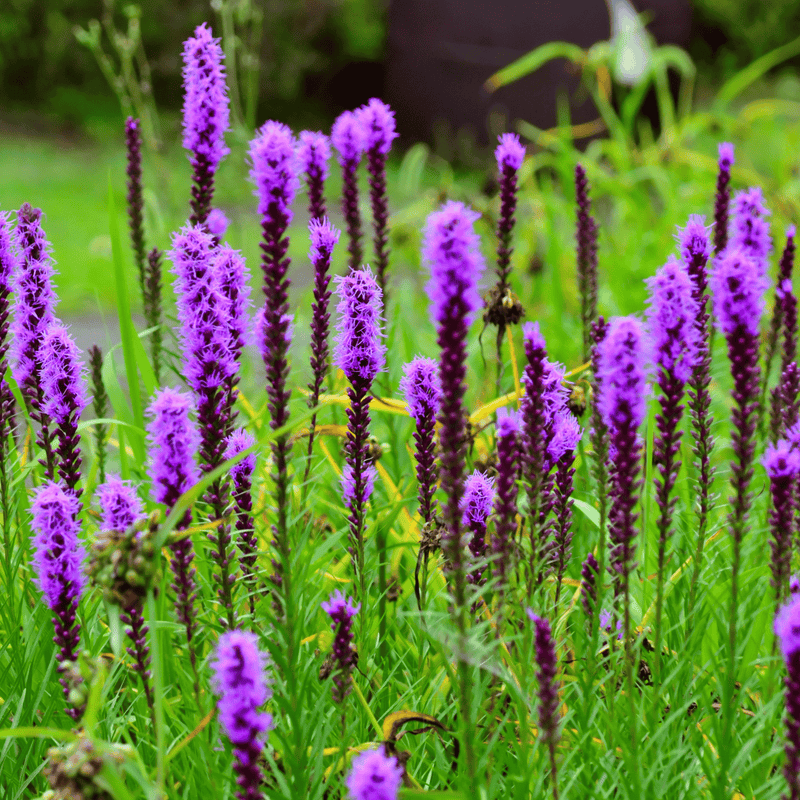 Load image into Gallery viewer, Prairie Blazing Star – 50 Seeds
