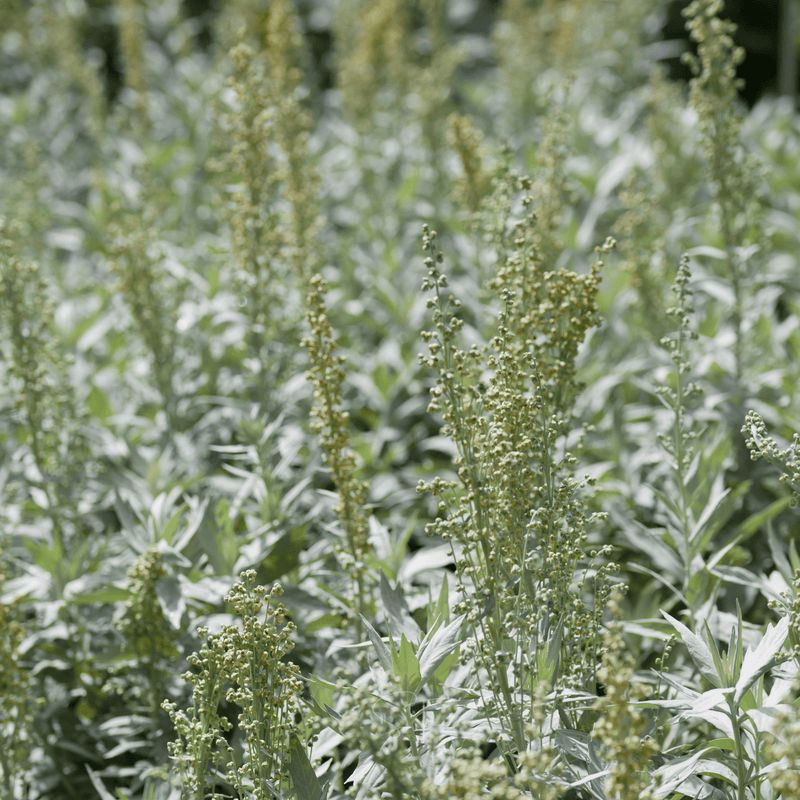 Load image into Gallery viewer, Prairie Sage – 100 Seeds
