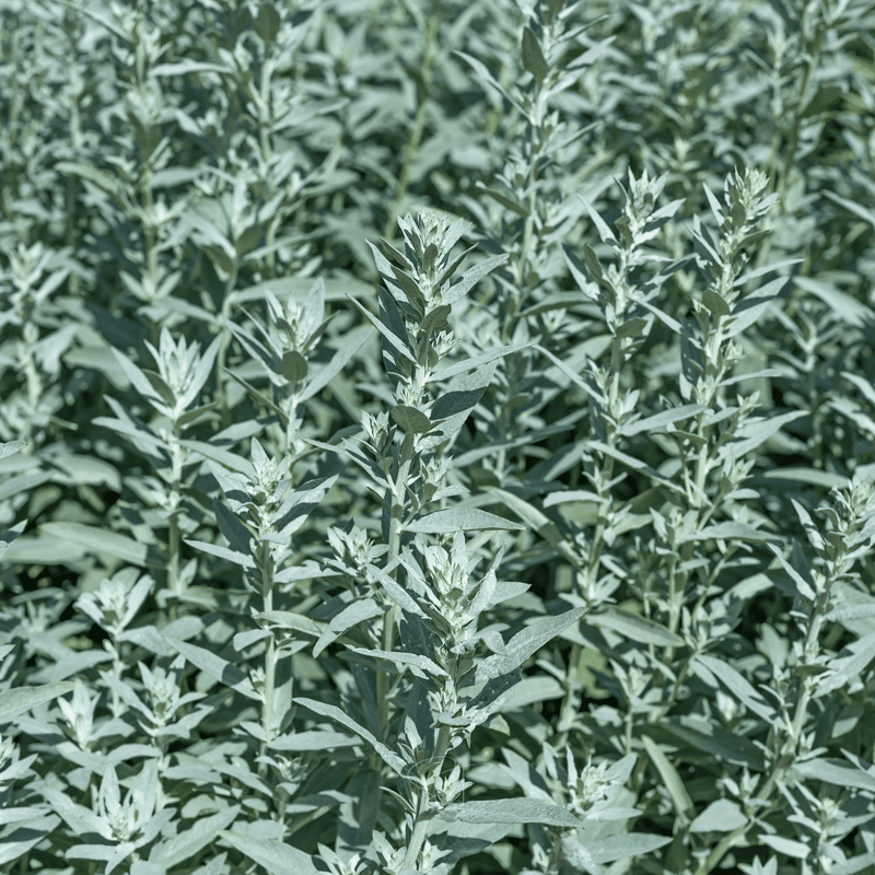 Load image into Gallery viewer, Prairie Sage – 100 Seeds

