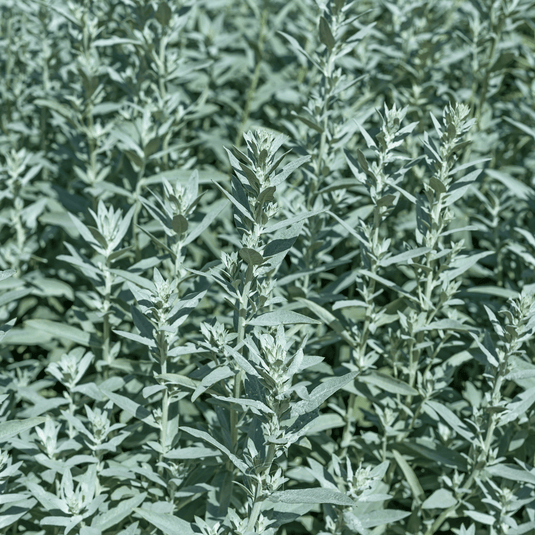 Prairie Sage – 100 Seeds