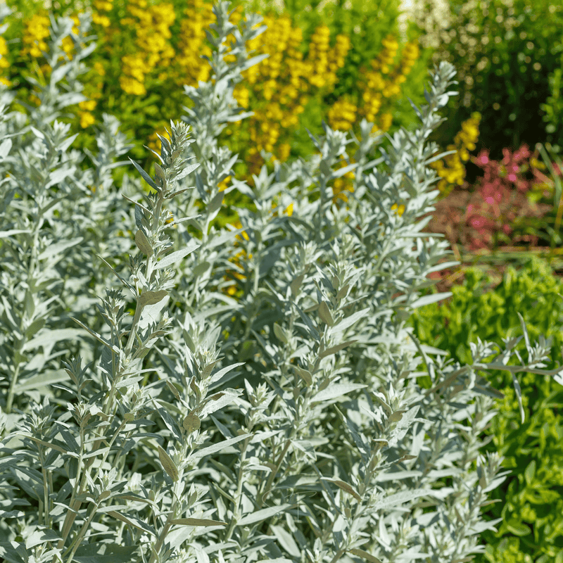 Load image into Gallery viewer, Prairie Sage – 100 Seeds
