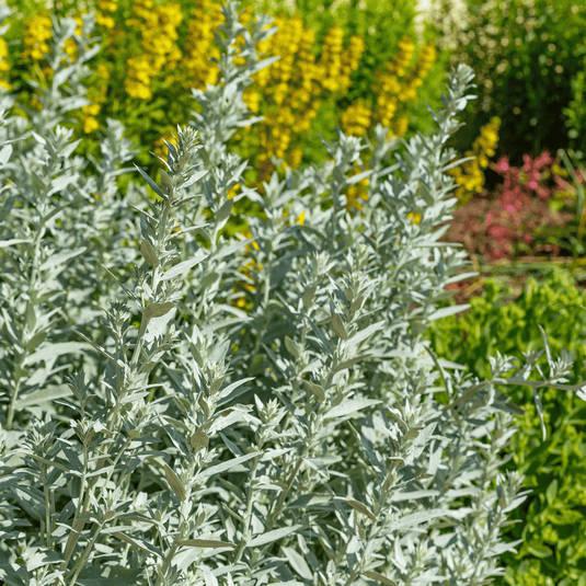 Prairie Sage – 100 Seeds
