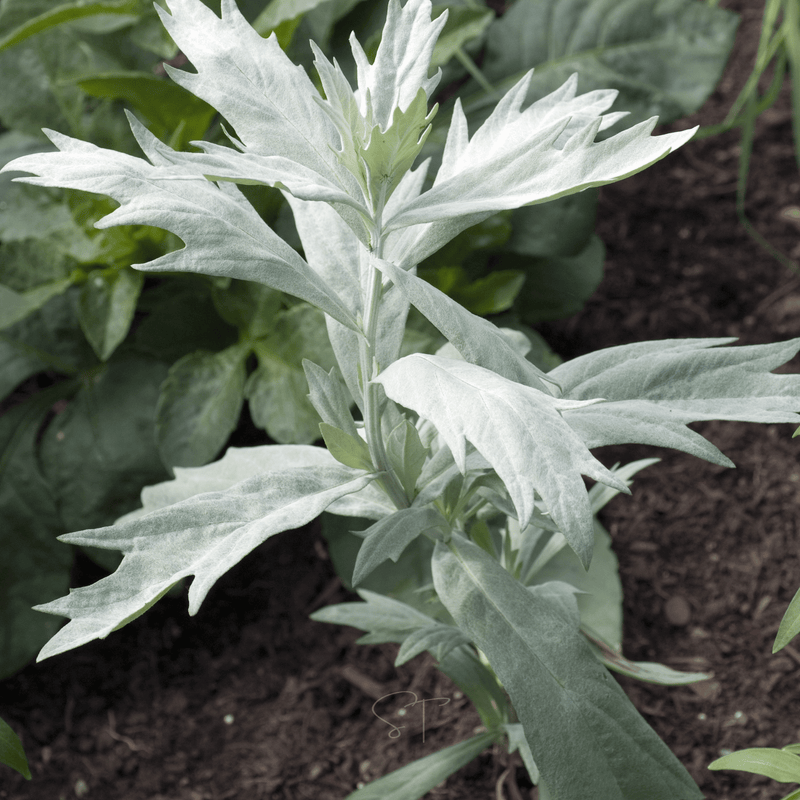 Load image into Gallery viewer, Prairie Sage – 100 Seeds
