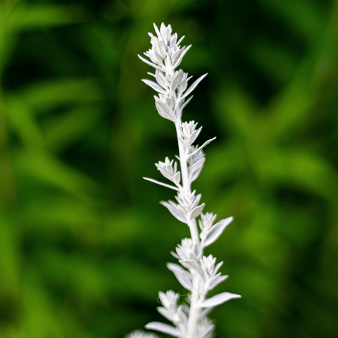 Prairie Sage – 100 Seeds, additional product view 2