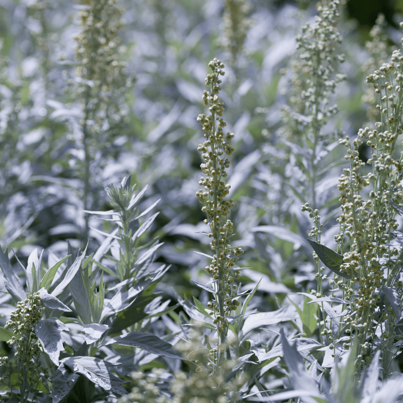 Load image into Gallery viewer, Prairie Sage – 100 Seeds
