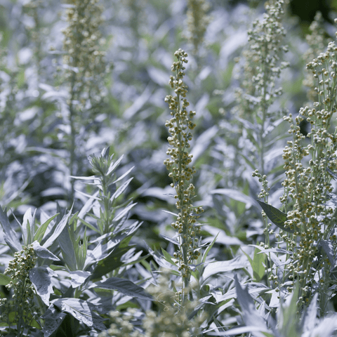 Prairie Sage 100 Seeds