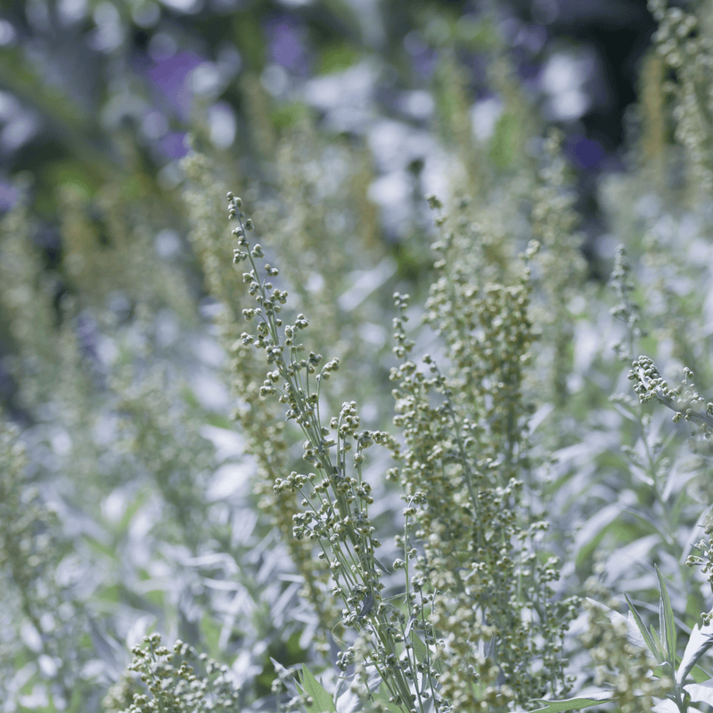 Load image into Gallery viewer, Prairie Sage – 100 Seeds
