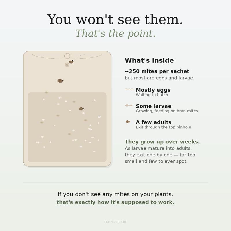 Load image into Gallery viewer, Phytoseiulus Persimilis Slow-Release Prevention Sachets

