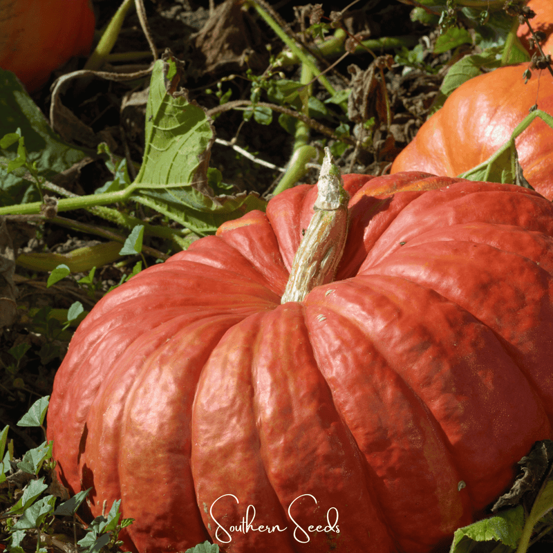 Load image into Gallery viewer, Cinderella Pumpkin – 10 Seeds
