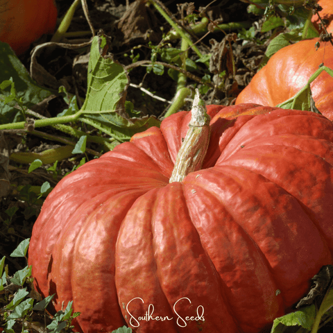 Cinderella Pumpkin – 10 Seeds, additional product view 2
