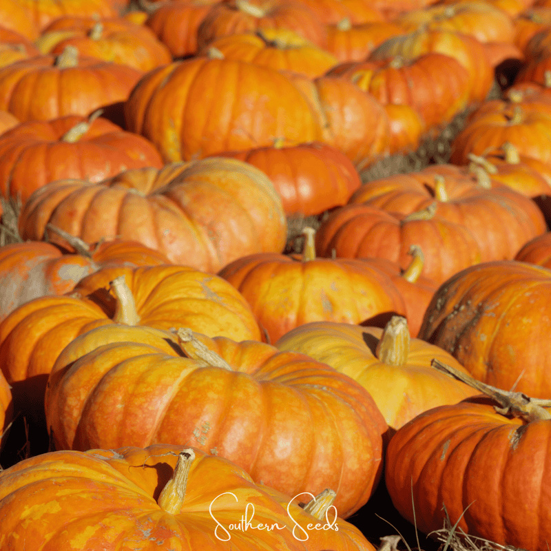 Load image into Gallery viewer, Cinderella Pumpkin – 10 Seeds
