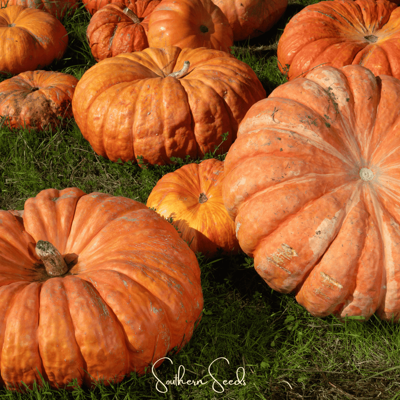 Load image into Gallery viewer, Cinderella Pumpkin – 10 Seeds
