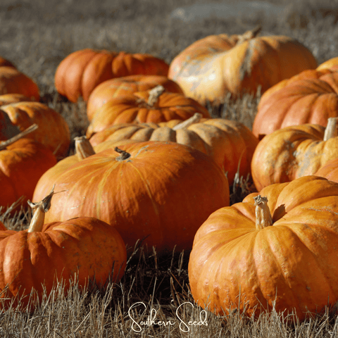 Cinderella Pumpkin 10 Seeds