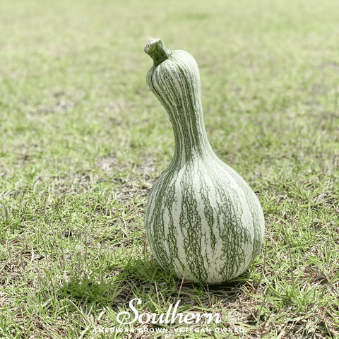 Cushaw Green Striped Pumpkin – 25 Seeds, additional product view 2