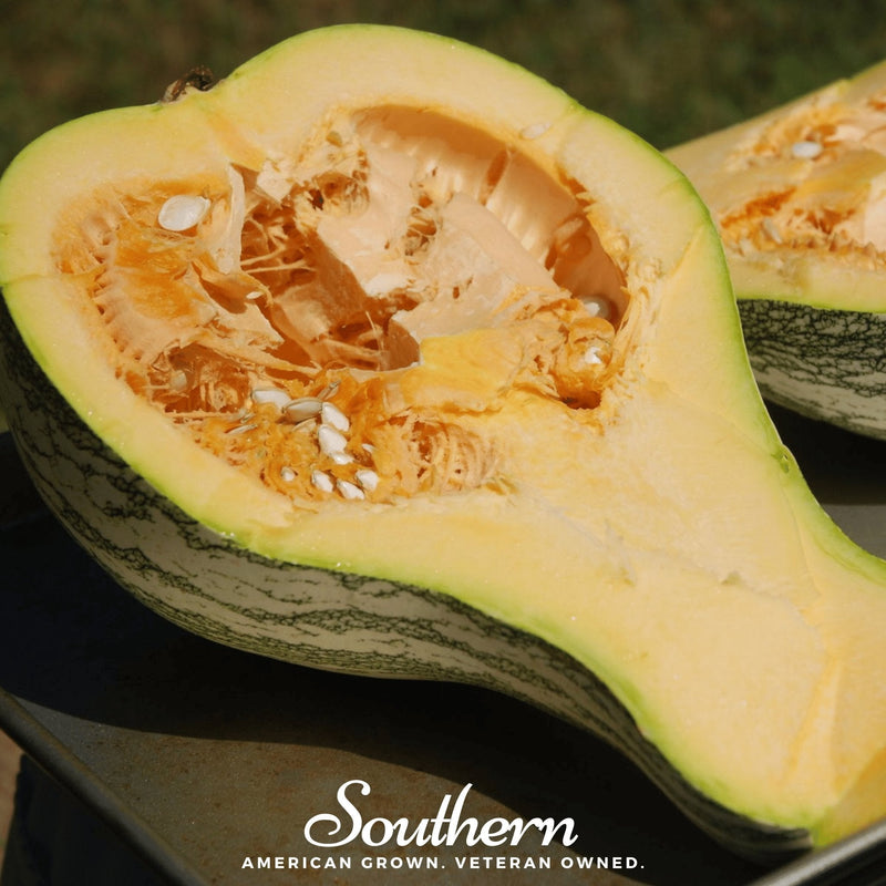Load image into Gallery viewer, Cushaw Green Striped Pumpkin – 25 Seeds
