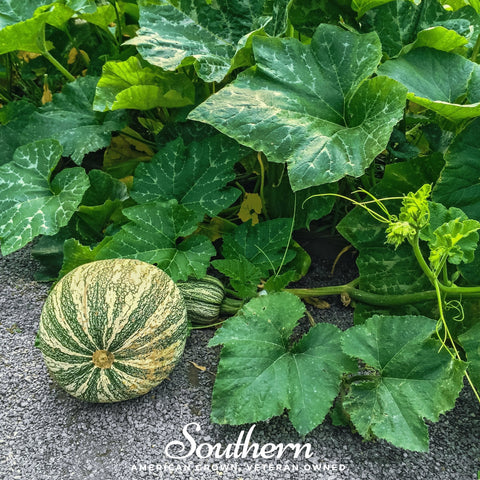 Cushaw Green Striped Pumpkin 25 Seeds