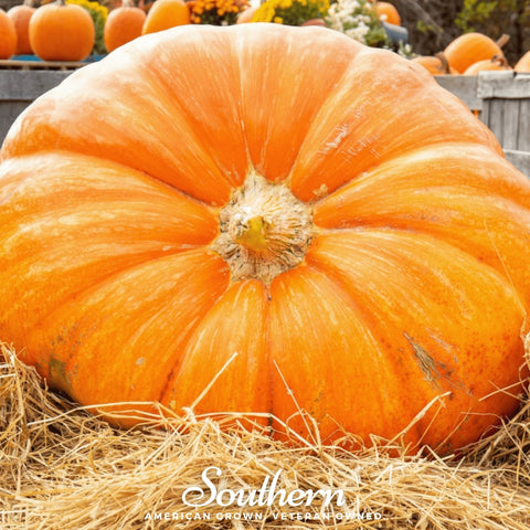 Dills Atlantic Giant Pumpkin – 5 Seeds, additional product view 2