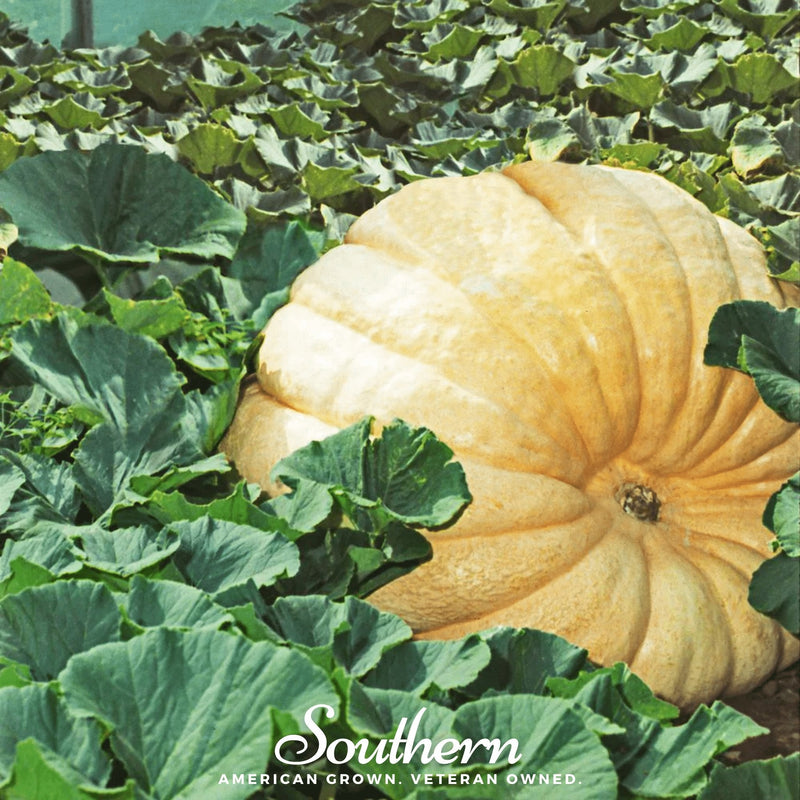 Load image into Gallery viewer, Dills Atlantic Giant Pumpkin – 5 Seeds
