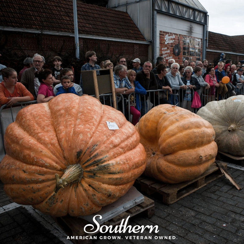 Load image into Gallery viewer, Dills Atlantic Giant Pumpkin – 5 Seeds
