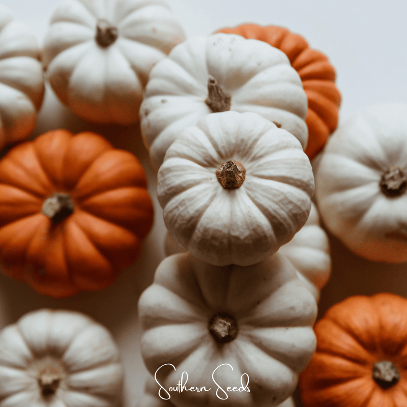 Load image into Gallery viewer, Gooligan Pumpkin – 10 Seeds
