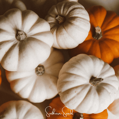 Gooligan Pumpkin – 10 Seeds, additional product view 2