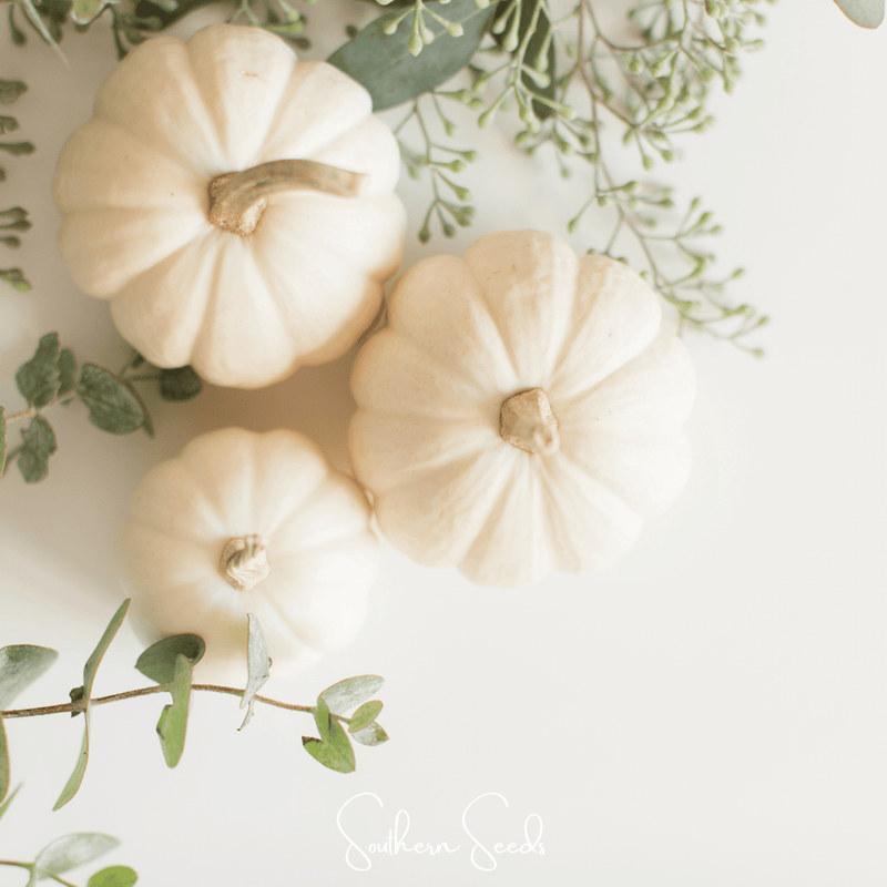 Load image into Gallery viewer, Gooligan Pumpkin – 10 Seeds
