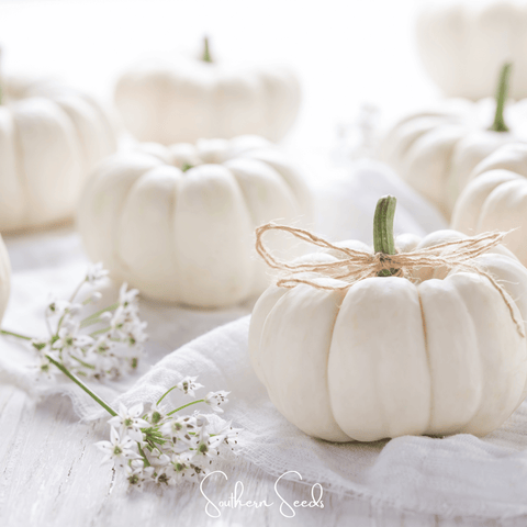 Gooligan Pumpkin 10 Seeds