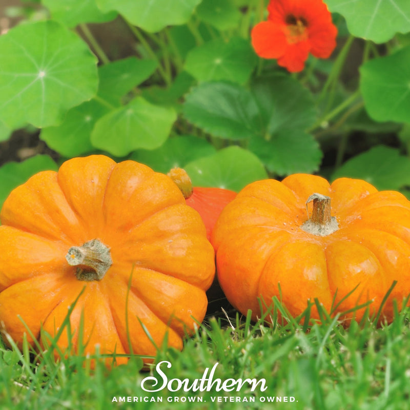 Load image into Gallery viewer, Jack Be Little Pumpkin – 25 Seeds
