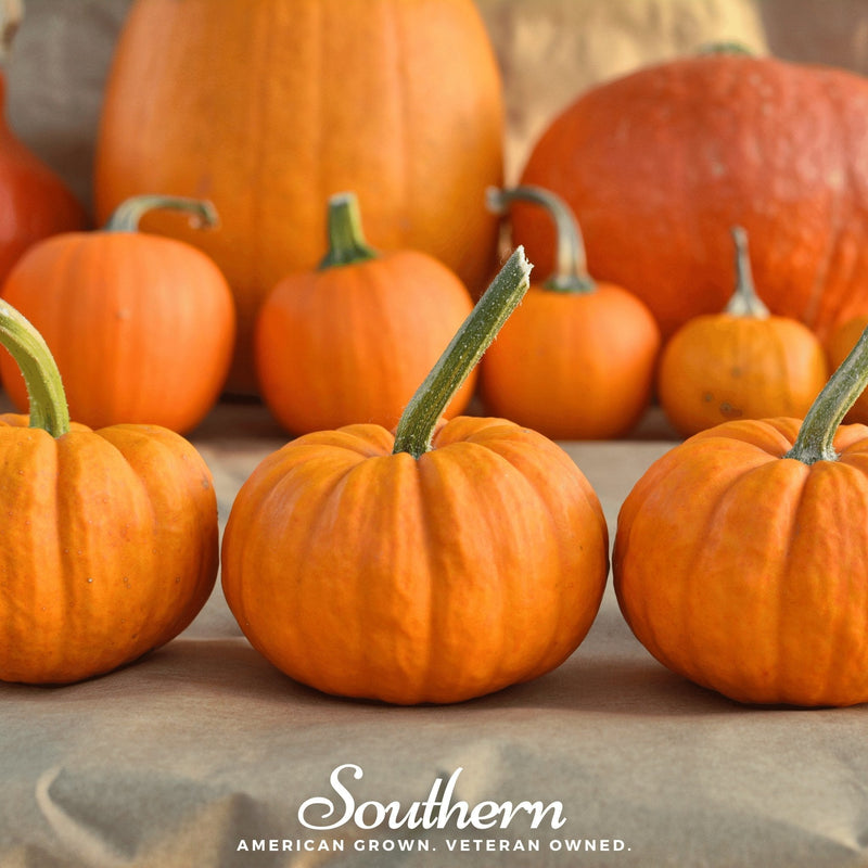 Load image into Gallery viewer, Jack Be Little Pumpkin – 25 Seeds
