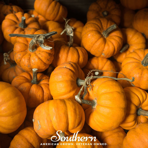 Jack Be Little Pumpkin 25 Seeds
