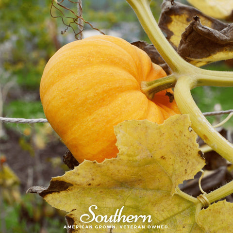 Jack Be Little Pumpkin – 25 Seeds, additional product view 2