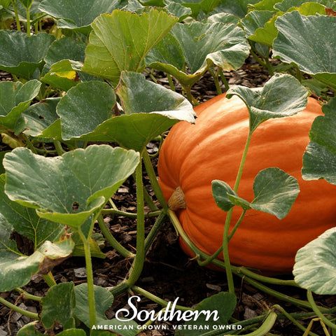 Jack O Lantern Pumpkin – 20 Seeds, additional product view 2
