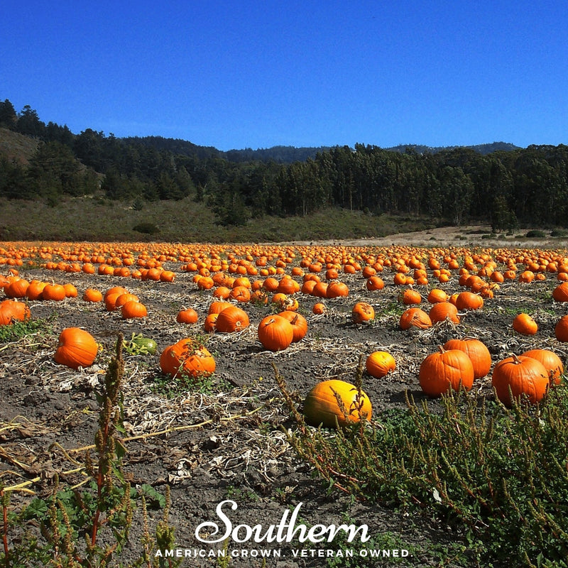 Load image into Gallery viewer, Jack O Lantern Pumpkin – 20 Seeds
