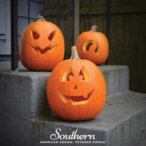 Jack O Lantern Pumpkin seeds package, 20 count, GrowTime Garden Supply