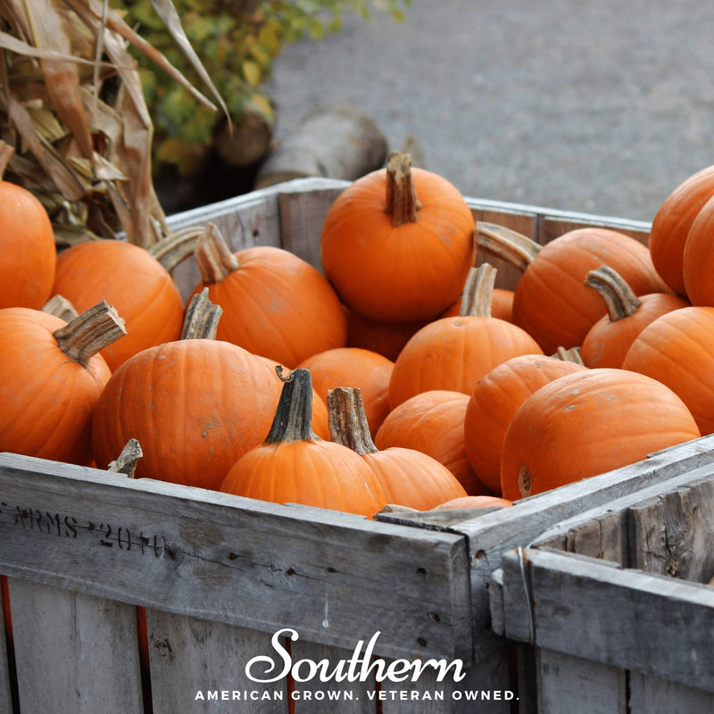 Load image into Gallery viewer, Small Sugar Pumpkin – 15 Seeds
