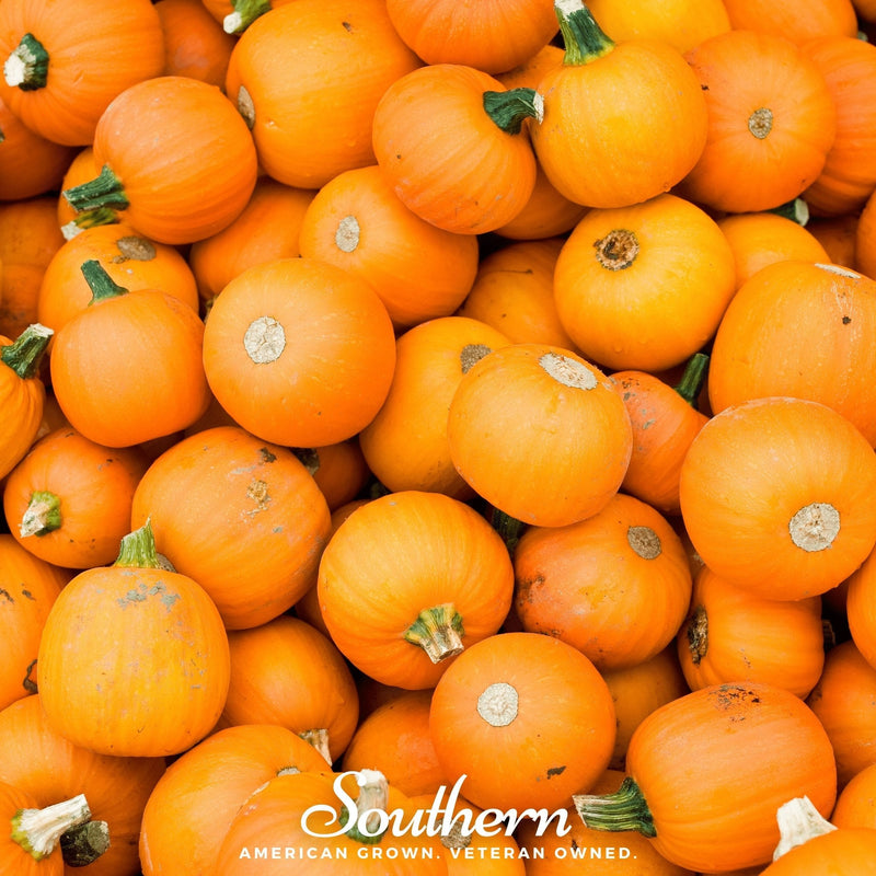 Load image into Gallery viewer, Small Sugar Pumpkin – 15 Seeds
