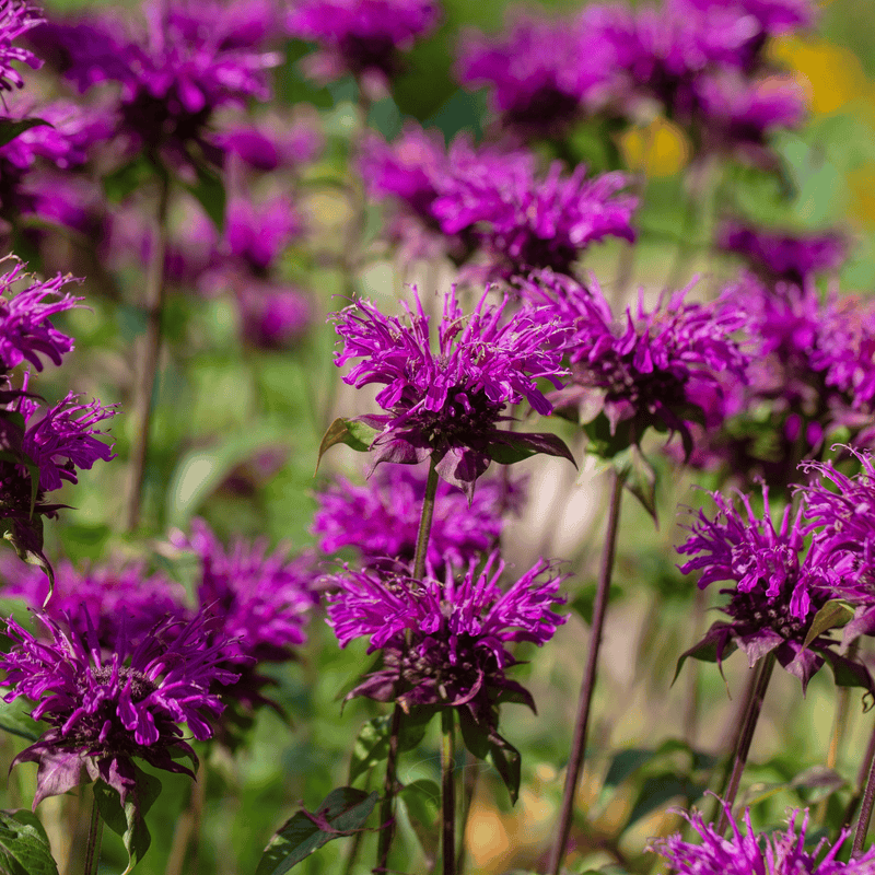 Load image into Gallery viewer, Purple Bee Balm – 50 Seeds
