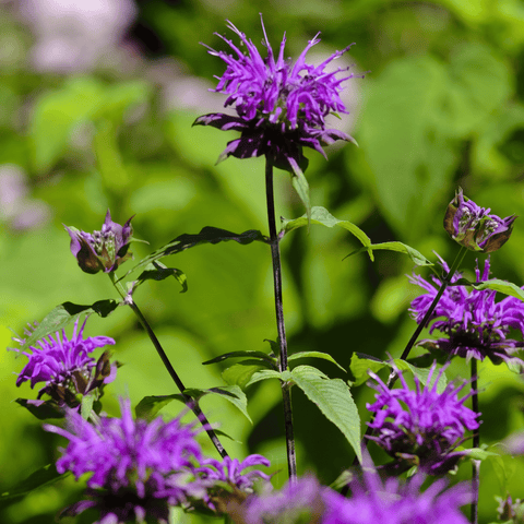 Purple Bee Balm 50 Seeds