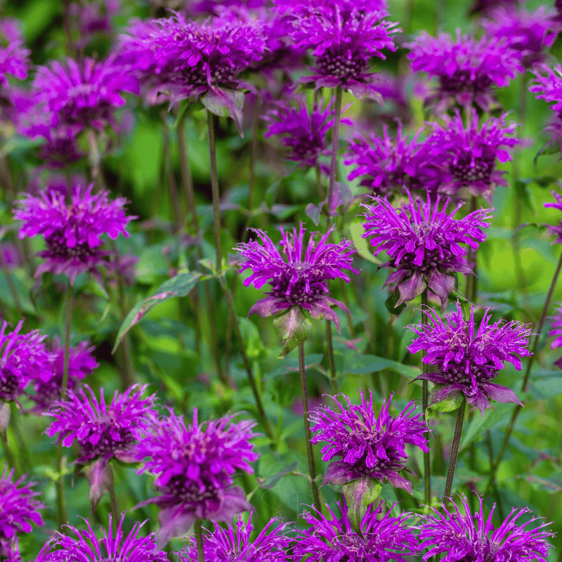 Load image into Gallery viewer, Purple Bee Balm – 50 Seeds
