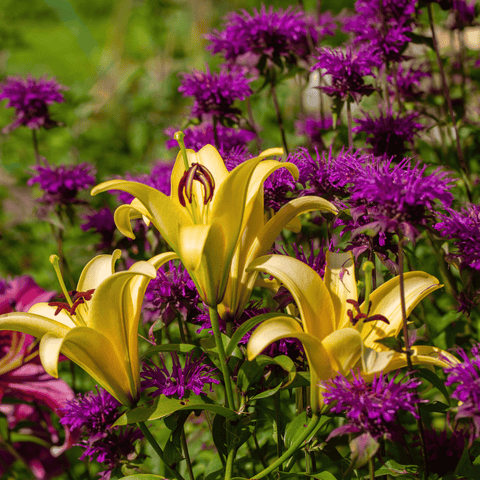 Purple Bee Balm – 50 Seeds, additional product view 2