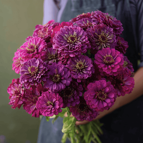 Purple Prince Zinnia seeds package, 100 count, GrowTime Garden Supply