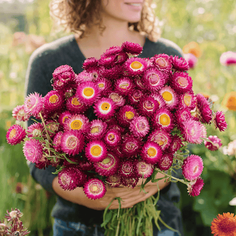 Purple-Red Strawflower 100 Seeds