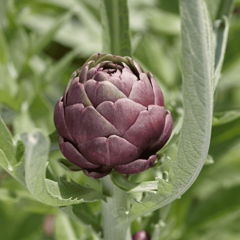 Purple Romagna Artichoke – 25 Seeds, additional product view 2