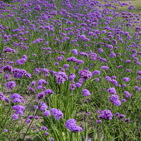 Purple Top Vervain seeds package, 100 count, GrowTime Garden Supply