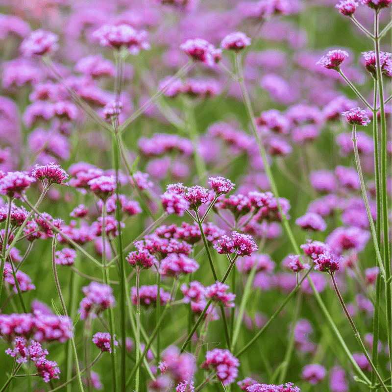 Load image into Gallery viewer, Purple Top Vervain – 100 Seeds
