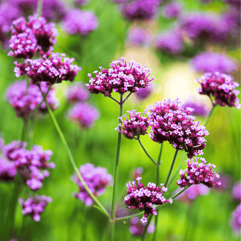 Purple Top Vervain – 100 Seeds, top view