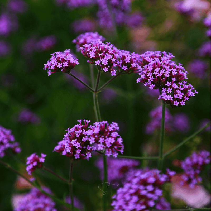 Load image into Gallery viewer, Purple Top Vervain – 100 Seeds
